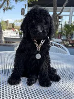 Oso , a male Goldendoodle for sale in Mojave, CA – Photo 4 of 9