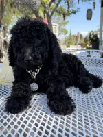 Oso , a male Goldendoodle for sale in Mojave, CA – Photo 3 of 9