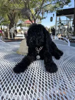 Oso , a male Goldendoodle for sale in Mojave, CA – Photo 9 of 9