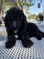 Oso , a male Goldendoodle for sale in Mojave, CA – Photo 6 of 9