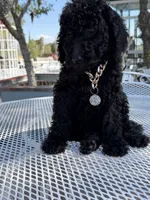 Oso , a male Goldendoodle for sale in Mojave, CA – Photo 5 of 9
