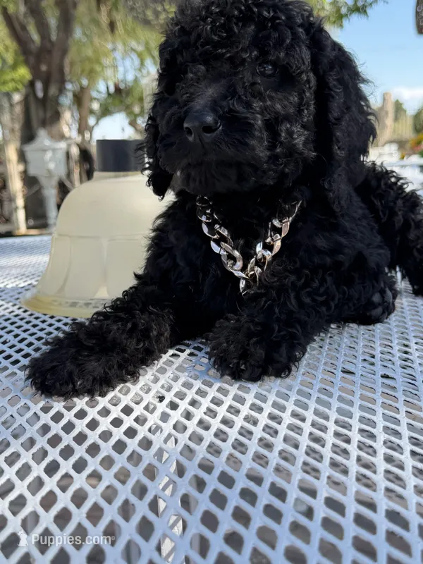 Oso , a male Goldendoodle for sale in Mojave, CA – Photo 1 of 9