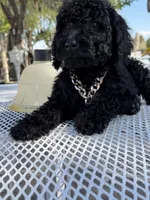 Oso , a male Goldendoodle for sale in Mojave, CA – Photo 1 of 9