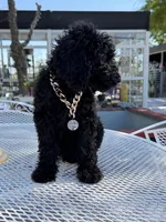 Oso , a male Goldendoodle for sale in Mojave, CA – Photo 7 of 9