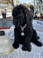 Oso , a male Goldendoodle for sale in Mojave, CA – Photo 2 of 9