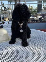 Oso , a male Goldendoodle for sale in Mojave, CA – Photo 8 of 9