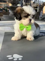 Penny , a male Shih Tzu for sale in Mojave, CA – 7 of 7
