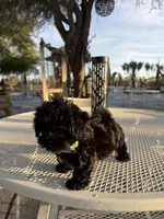 Tuxedo , a male Shih Tzu for sale in Mojave, CA – 3 of 6