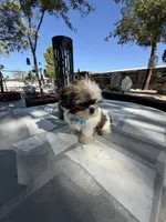 Oreo , a male Shih Tzu for sale in Mojave, CA – 3 of 8