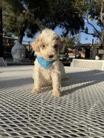 Toby, a male Poodle - Toy  for sale in Mojave, CA – 5 of 5