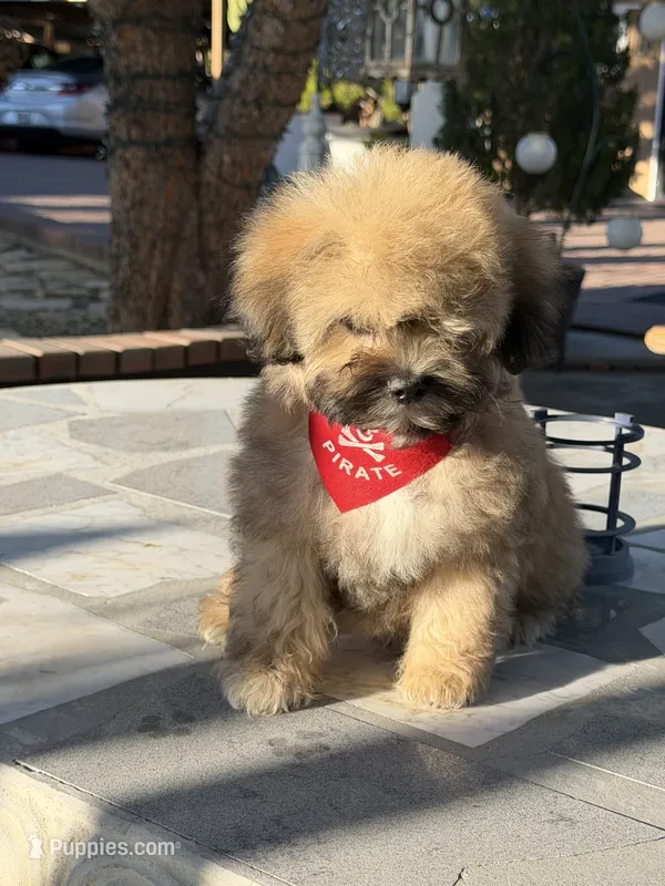 Beer  – Shihpoo puppy for sale in Mojave, CA