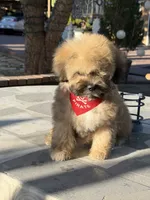 Beer , a male Shihpoo for sale in Mojave, CA – 1 of 6