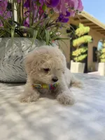 Casper , a male Maltipoo for sale in Mojave, CA – 4 of 6