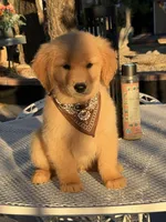 Luka , a male Golden Retriever for sale in Mojave, CA – 6 of 6