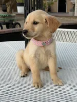 Rubi , a female Golden Retriever for sale in Mojave, CA – 3 of 5