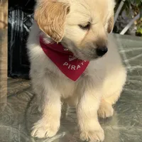 Bella , a female Golden Retriever for sale in Mojave, CA – Photo 1 of 6