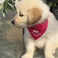 Bella , a female Golden Retriever for sale in Mojave, CA – Photo 2 of 6