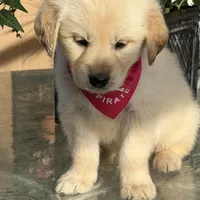 Bella , a female Golden Retriever for sale in Mojave, CA – Photo 4 of 6