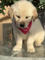 Dior , a female Golden Retriever for sale in Mojave, CA – Photo 4 of 6