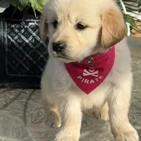 Bella , a female Golden Retriever for sale in Mojave, CA – Photo 6 of 6