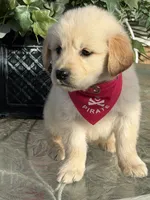 Dior , a female Golden Retriever for sale in Mojave, CA – Photo 6 of 6