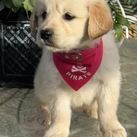 Bella , a female Golden Retriever for sale in Mojave, CA – Photo 5 of 6