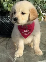 Dior , a female Golden Retriever for sale in Mojave, CA – Photo 5 of 6
