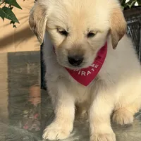 Bella , a female Golden Retriever for sale in Mojave, CA – Photo 3 of 6