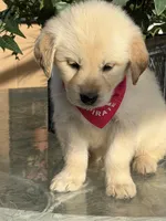 Dior , a female Golden Retriever for sale in Mojave, CA – Photo 3 of 6