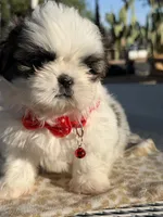 Kiwi , a male Shih Tzu for sale in Mojave, CA – 6 of 7