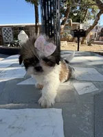 Daisy , a female Shih Tzu for sale in Mojave, CA – 5 of 5