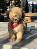 Beer , a male Shihpoo for sale in Mojave, CA – 3 of 6