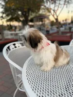 Cooper, a male Shih Tzu for sale in Mojave, CA – 4 of 5
