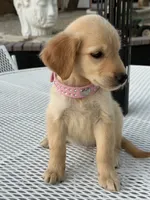 Rubi , a female Golden Retriever for sale in Mojave, CA – 5 of 5