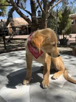 Dior , a female Golden Retriever for sale in Mojave, CA – 4 of 5
