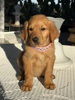 Katie , a female Golden Retriever for sale in Mojave, CA – 4 of 6