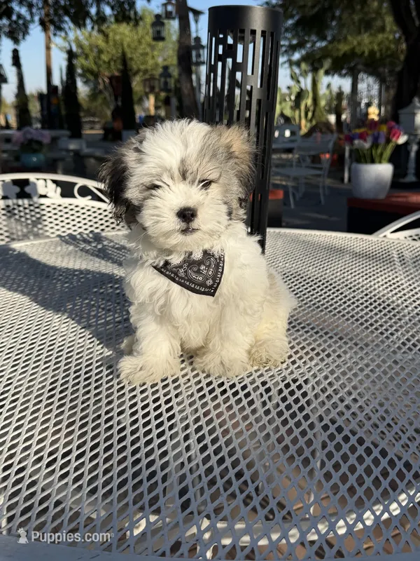 Domino  – Shih Tzu puppy for sale in Mojave, CA
