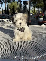 Domino , a male Shih Tzu for sale in Mojave, CA – 1 of 7