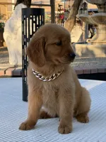 Leo, a male Golden Retriever for sale in Mojave, CA – 9 of 9