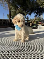 Toby, a male Poodle - Toy  for sale in Mojave, CA – 4 of 5