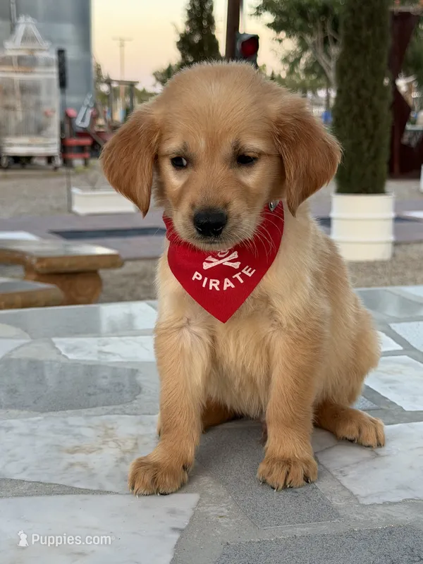 Leo  – Golden Retriever puppy for sale in Mojave, CA