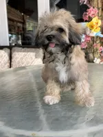 Cooper, a male Shihpoo for sale in Mojave, CA – 5 of 7