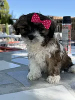 Lucy, a female Shih Tzu for sale in Mojave, CA – 2 of 6