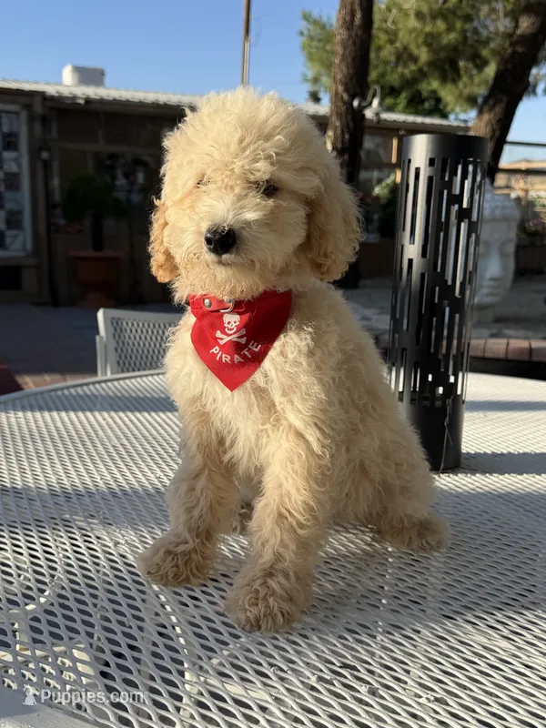 Zeus  – Poodle - Toy  puppy for sale in Mojave, CA