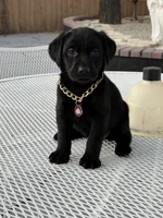Shade, a female Labrador Retriever for sale in Mojave, CA – 3 of 5