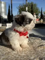 Kiwi , a male Shih Tzu for sale in Mojave, CA – 5 of 7