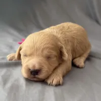 Cutie, a female Miniature Goldendoodle for sale in Sevierville, TN – 3 of 5