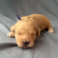 Precious , a female Miniature Goldendoodle for sale in Sevierville, TN – 3 of 5