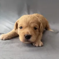 Precious , a female Miniature Goldendoodle for sale in Sevierville, TN – 2 of 5