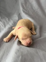 Cutie, a female Miniature Goldendoodle for sale in Sevierville, TN – 4 of 5